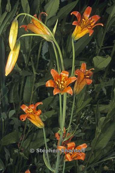 lilium parvum 1 graphic